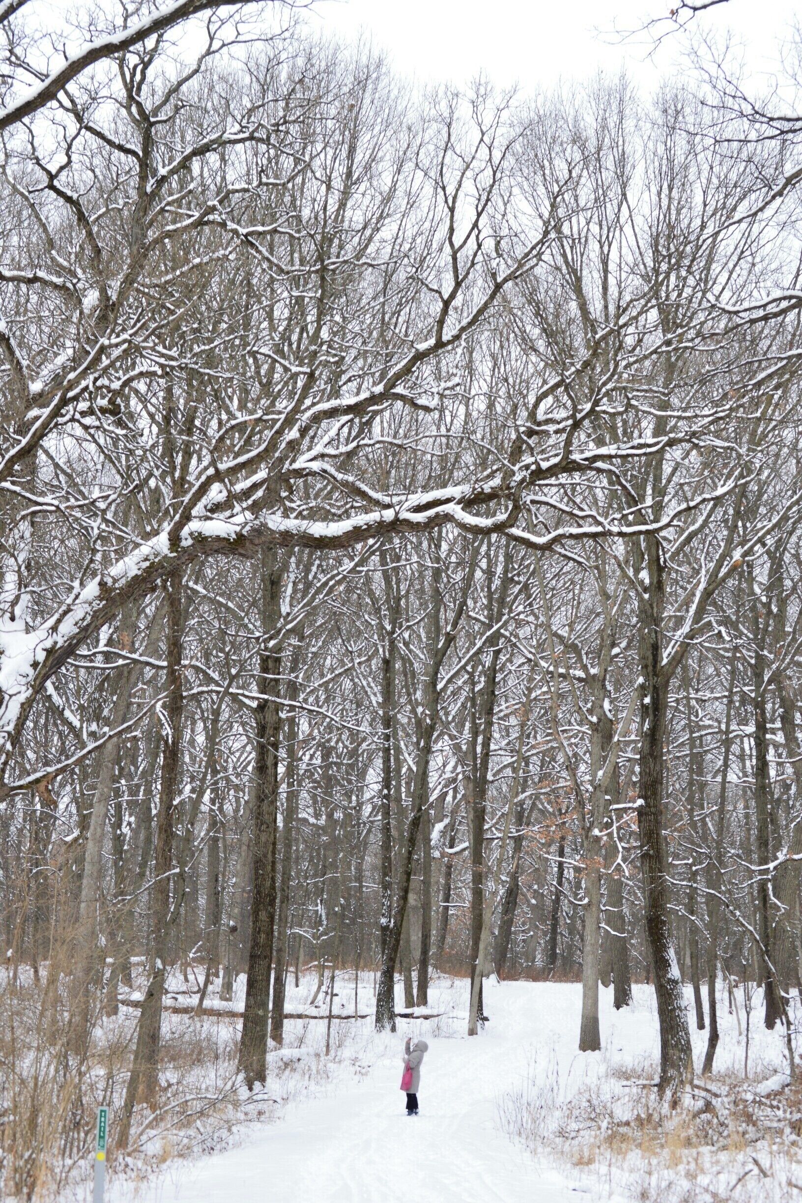 A snow-covered forest with bare trees and a person walking on a path.
