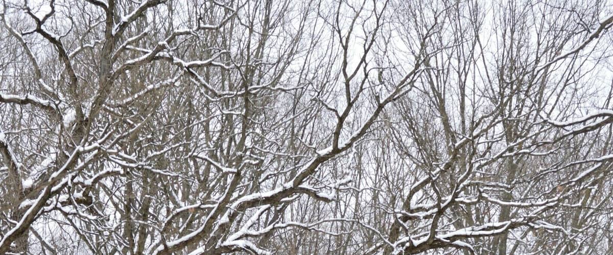 A snow-covered forest with bare trees and a person walking on a path.