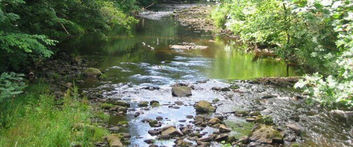 Water of Leith below Juniper Green. Edinburgh's remarkable river. In the post industrial era this overgrown hill burn provides trout fishing in the city centre and is home for all the usual clean upland river birdlife. You can hear dippers singing in the city centre. This is a wilder stretch by the prosperous suburb of Juniper Green. Some of the "stones" are ducks!