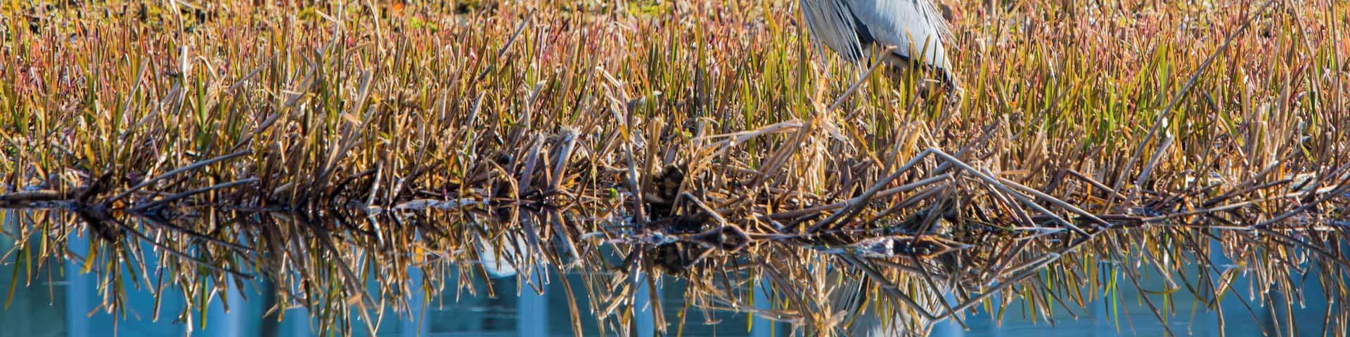 I had planned to take some photos on Wednesday, so I had my camera with me on the way into work to get this Picture, just by the office in Edinburgh Park.