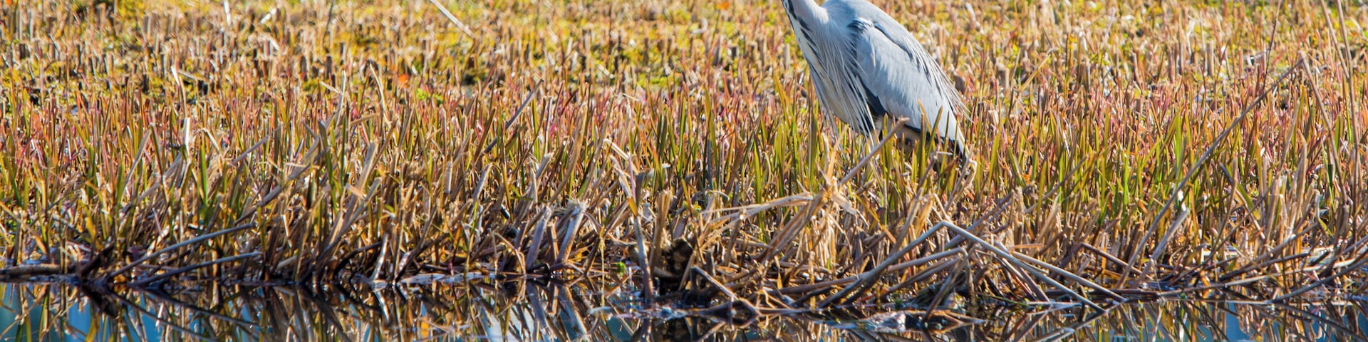 I had planned to take some photos on Wednesday, so I had my camera with me on the way into work to get this Picture, just by the office in Edinburgh Park.