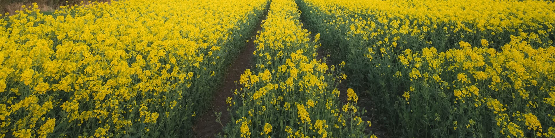 Colourful countryside landscape of fields of yellow rapeseed (Brassica napus) on a Spring evening in Cramond on the outskirts of Edinburgh, Scotland.