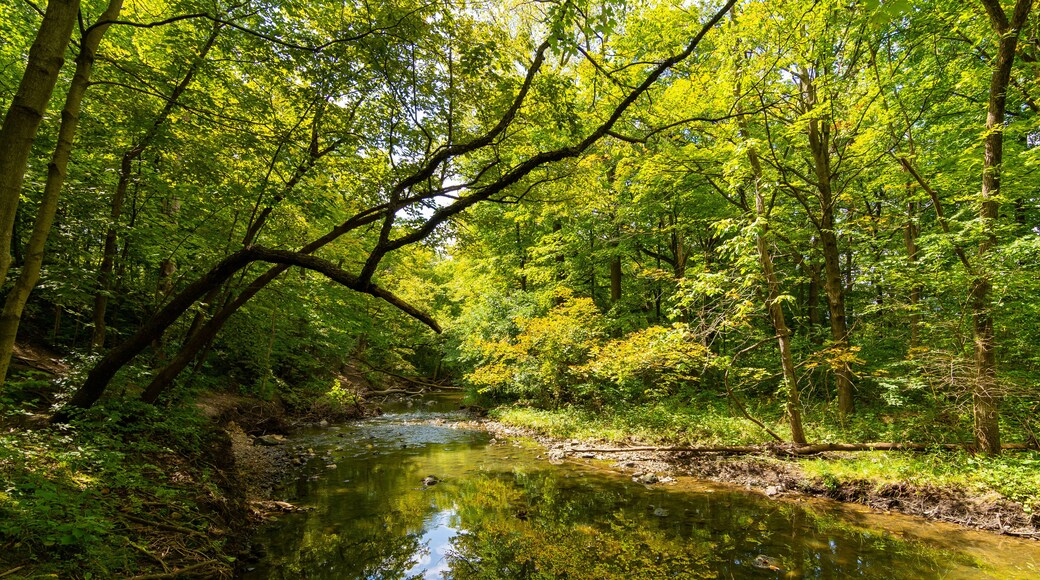 Stream through Waterfall Glen