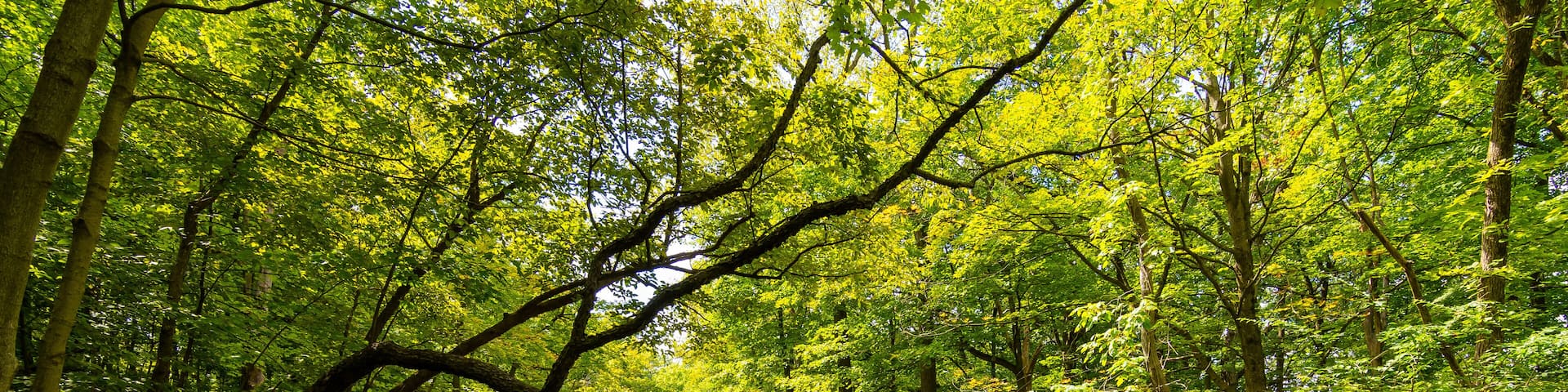 Stream through Waterfall Glen