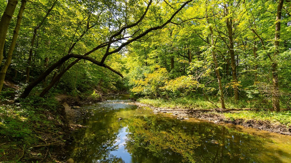 A serene forest stream surrounded by lush green trees.