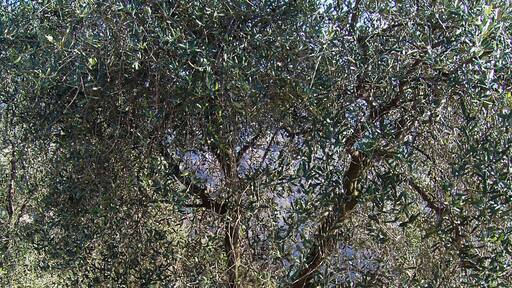 Olive harvest net, near Contes (Alpes-Maritimes, France), in the PDO "Olive de Nice" area (Cailletier cultivar of Olea europaea subsp. europaea)