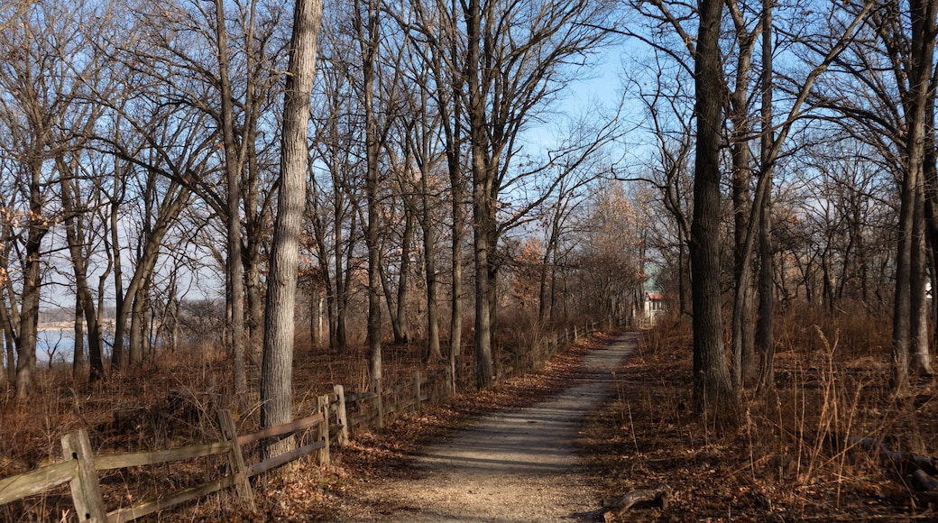 Trail at a Forest Preserve in Willow Springs Illinois during Autumn