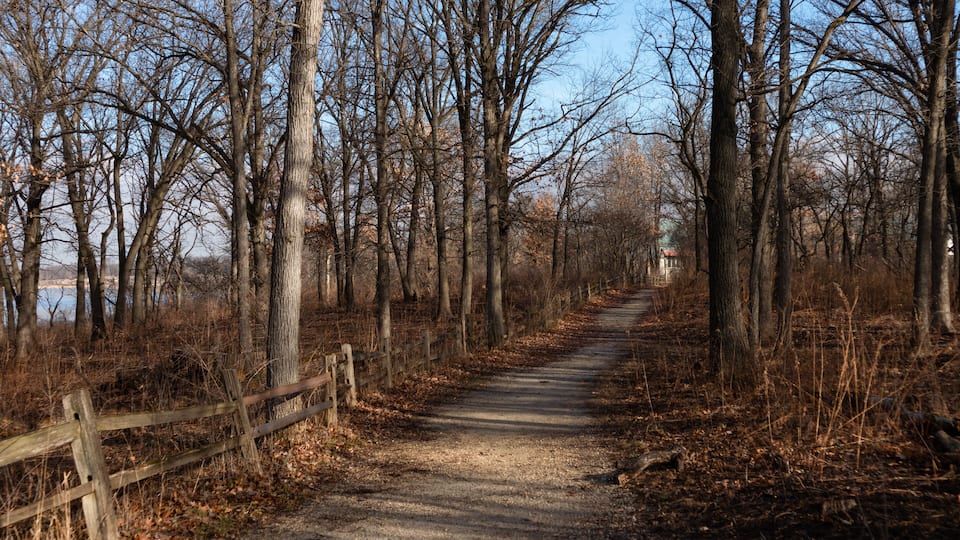 A dirt path flanked by leafless trees, leading towards a distant building.