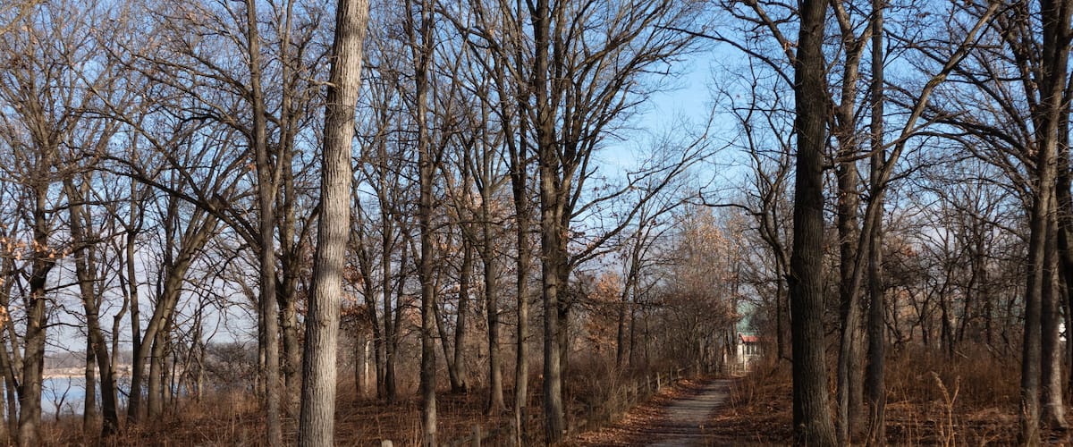 A dirt path flanked by leafless trees, leading towards a distant building.