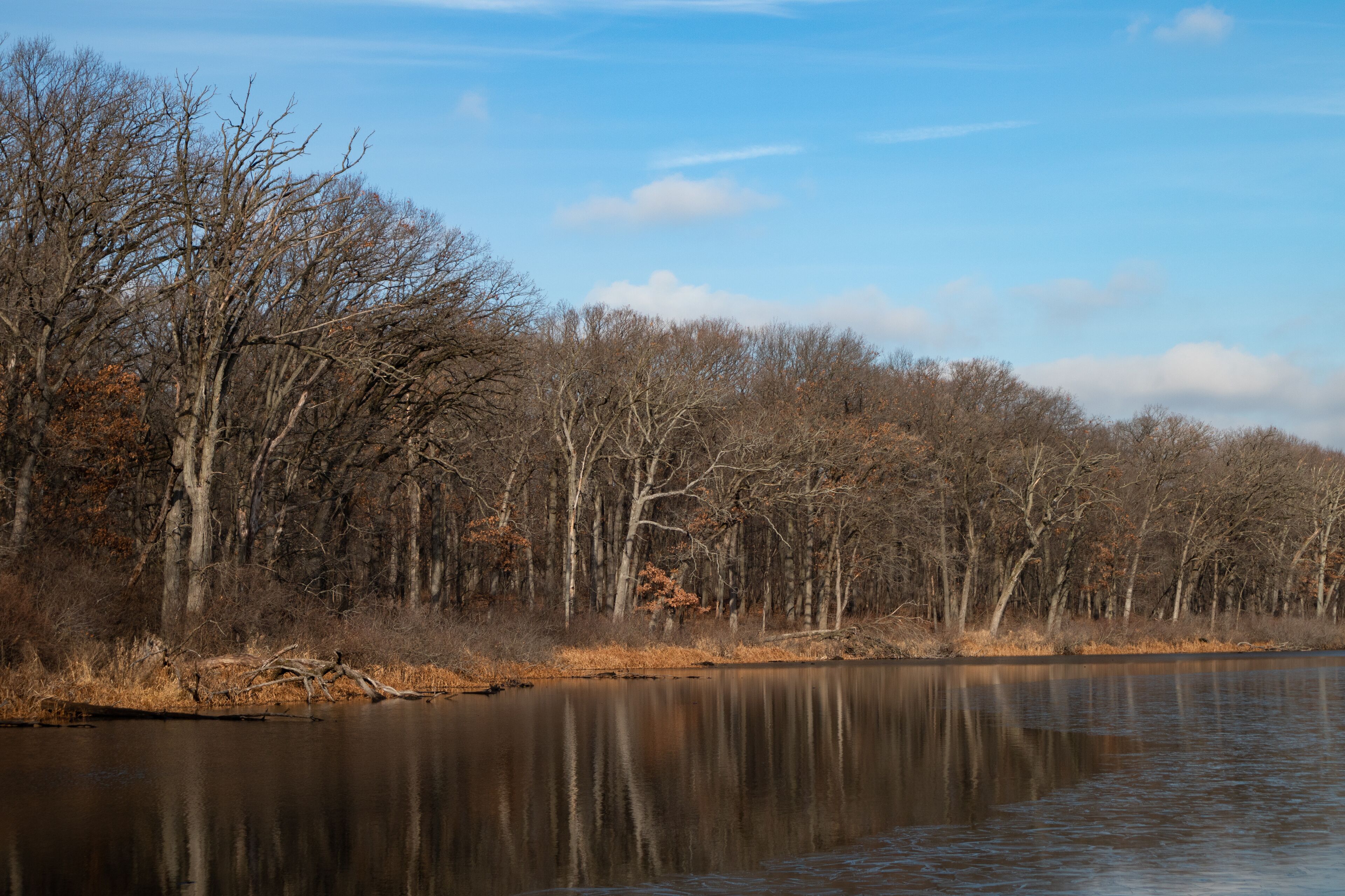 Trees along a Lake at a Forest Preserve in Willow Springs Illinois during Autumn