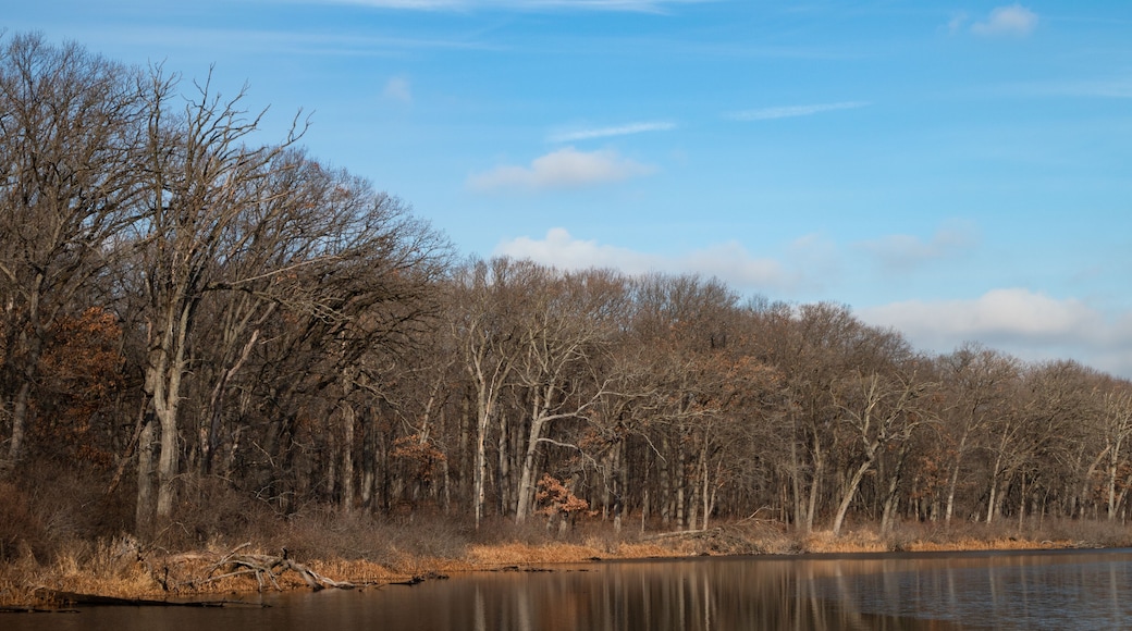 Trees along a Lake at a Forest Preserve in Willow Springs Illinois during Autumn