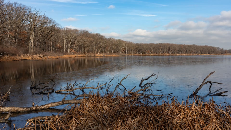 A calm lake with overhanging branches and leafless trees in the background.