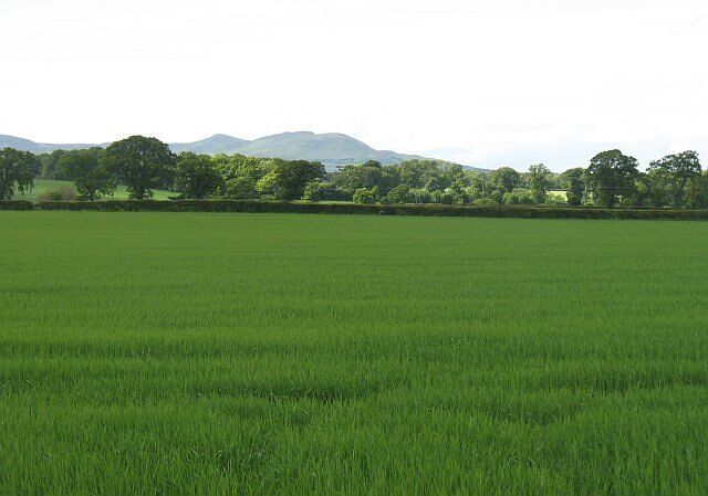 Spring crops, Carrington View across arable land, probably barley, towards the Pentland Hills.