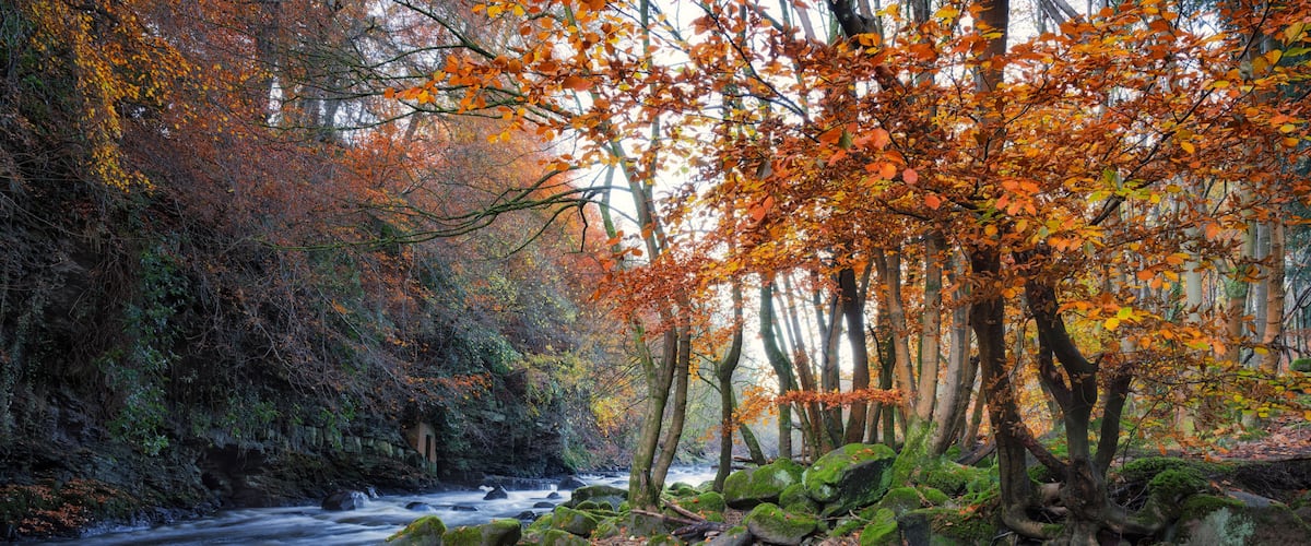 A forest with autumn leaves, a flowing river, and moss-covered rocks.