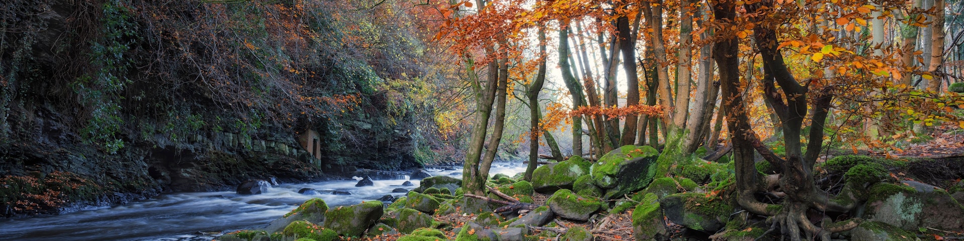 Uma floresta com folhas de outono, um rio corrente e pedras cobertas de musgo.