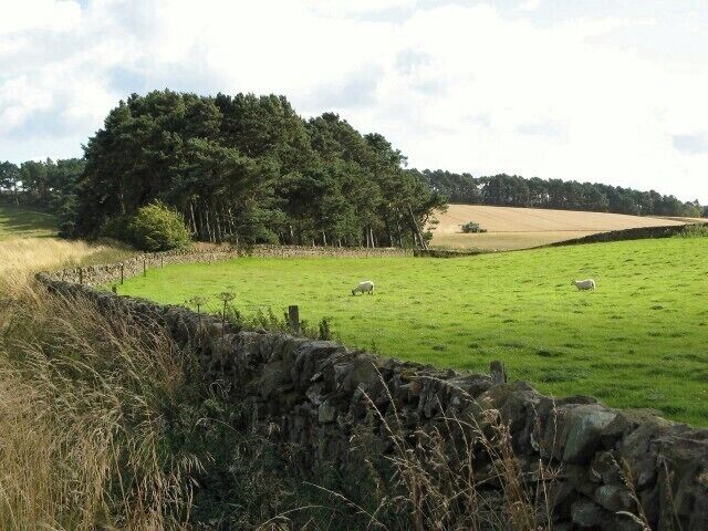 Un campo verde con ovejas, un muro de piedra y un bosque al fondo.