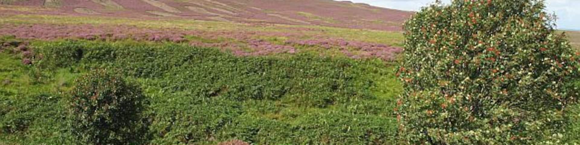 Trees, Baron's Cleugh Rowan trees beside a small burn.
