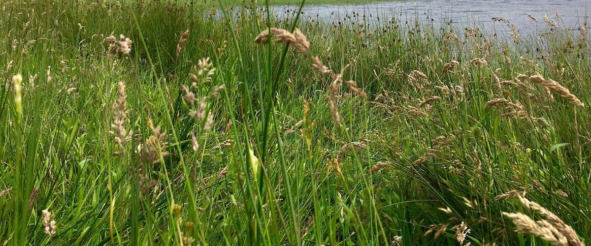 A grassy field with a lake and rolling hills in the background.