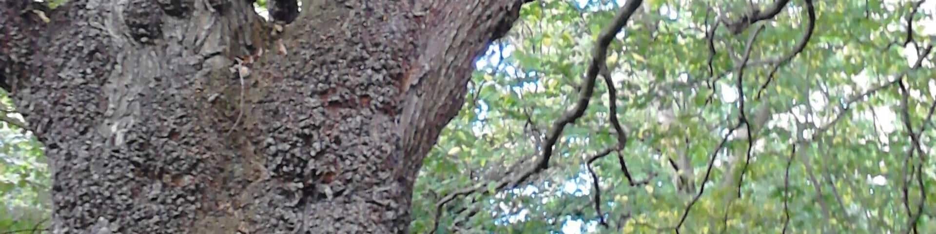 Ulmus glabra. Burrs or burls on trunk and branches. Dalry Cemetery, Edinburgh