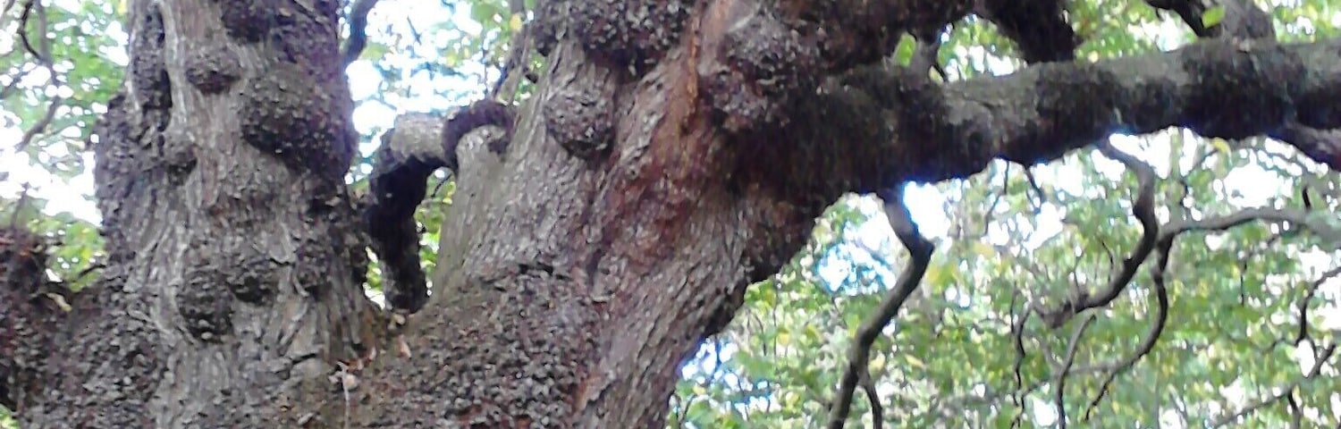 Ulmus glabra. Burrs or burls on trunk and branches. Dalry Cemetery, Edinburgh