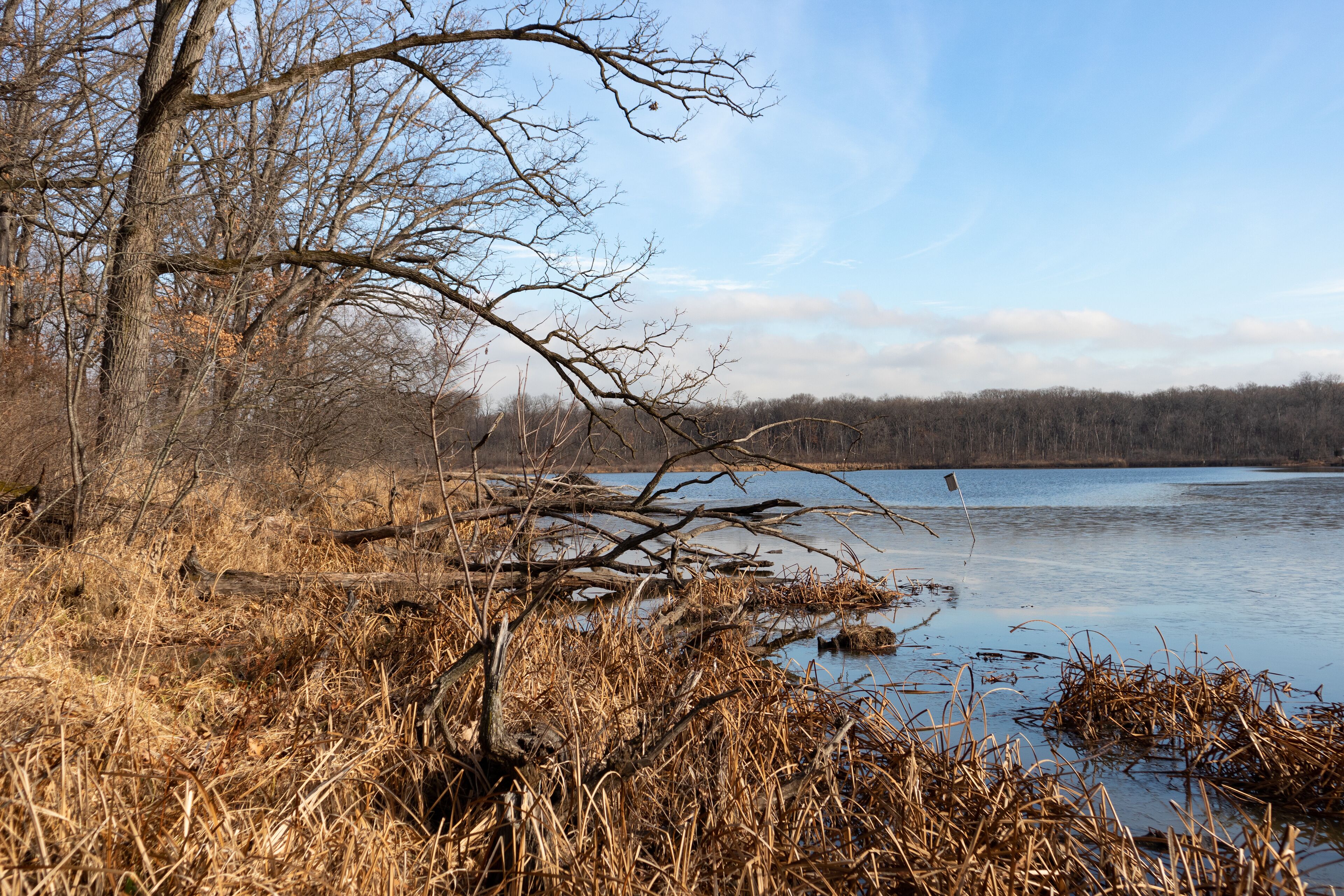 Shore of a Lake with Trees at a Forest Preserve in Willow Springs Illinois during Autumn