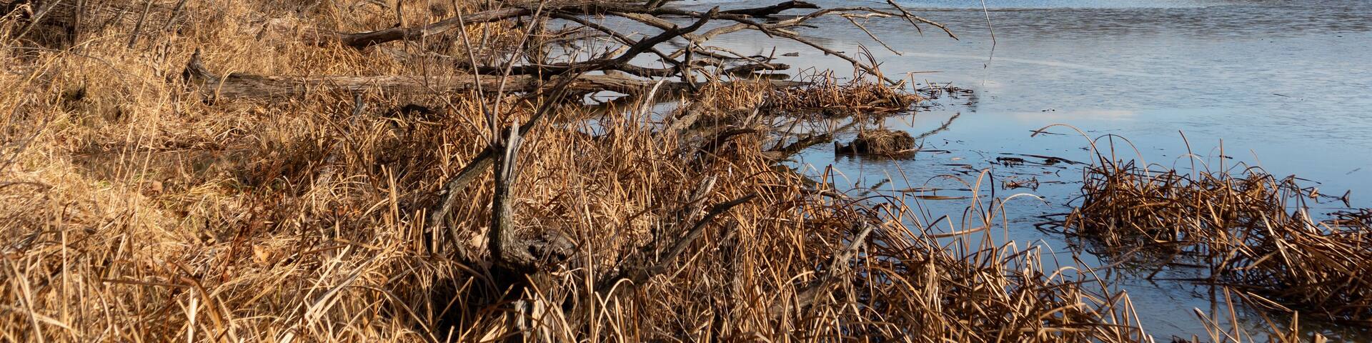 Shore of a Lake with Trees at a Forest Preserve in Willow Springs Illinois during Autumn