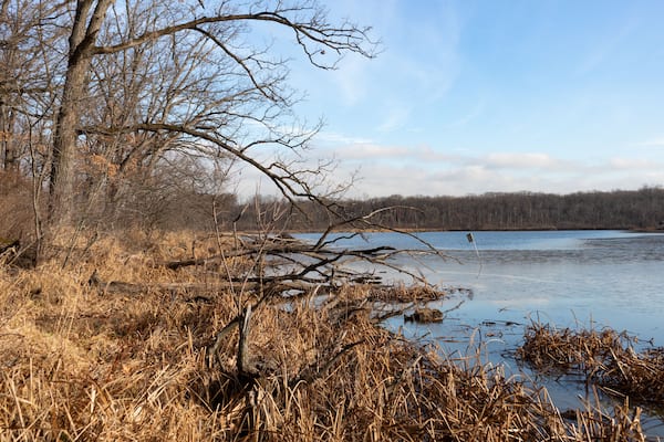 Shore of a Lake with Trees at a Forest Preserve in Willow Springs Illinois during Autumn