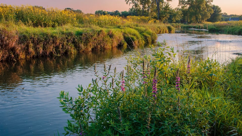 591-75 Nippersink Creek in Late Summer Light