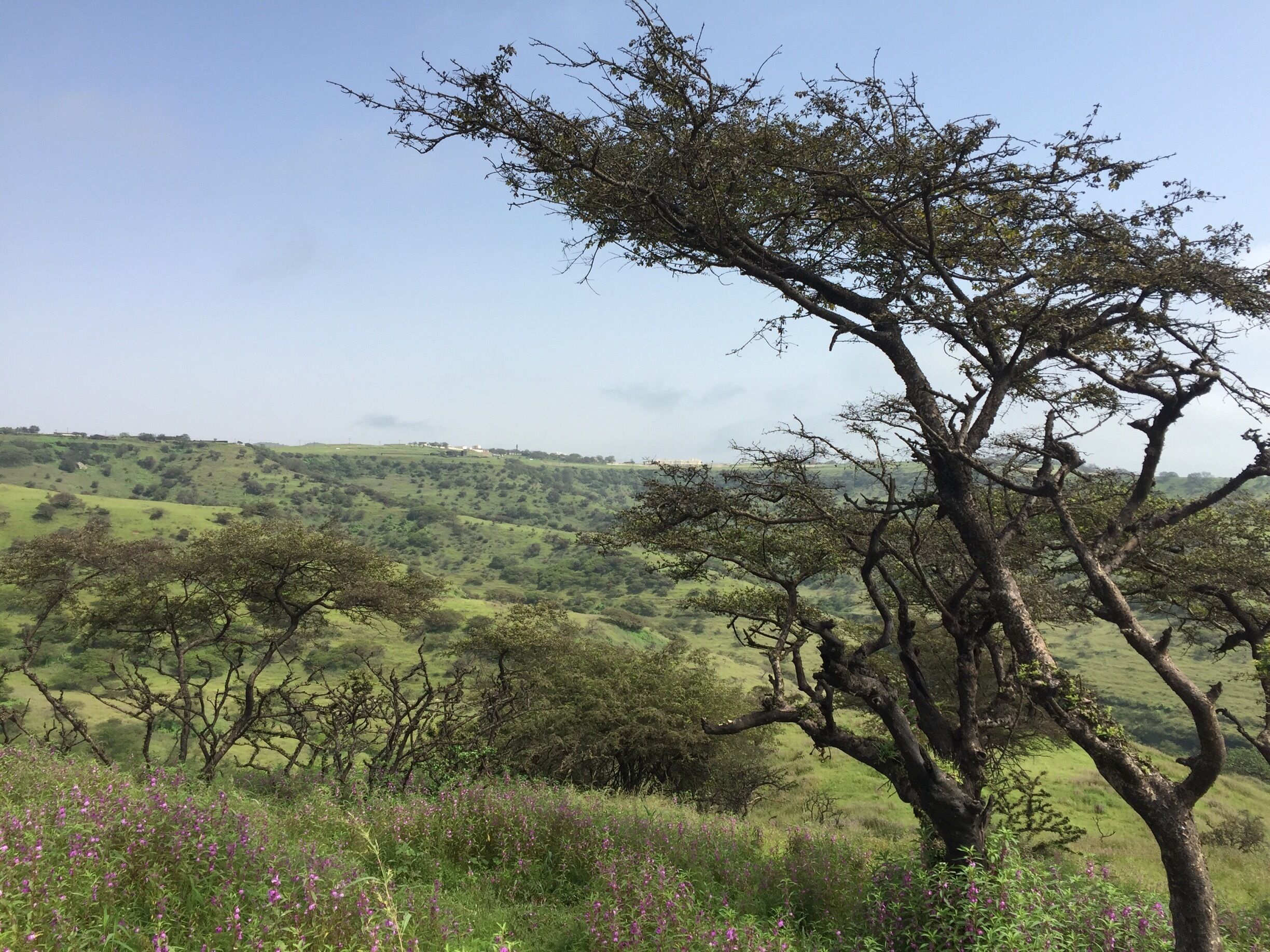 A tree in a grassy field with a hilly landscape in the background.