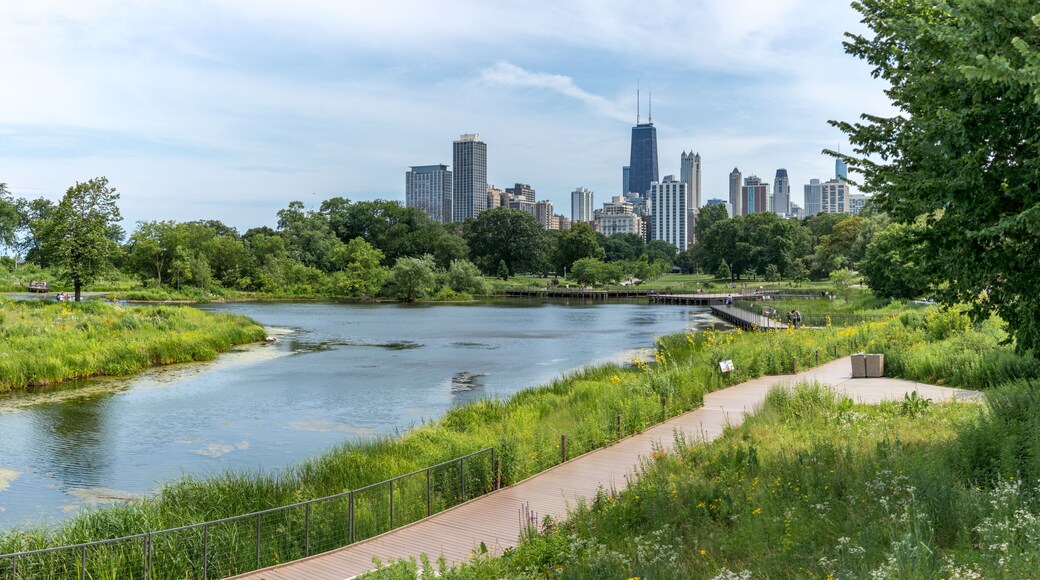 Pond at Chicago's Lincoln park