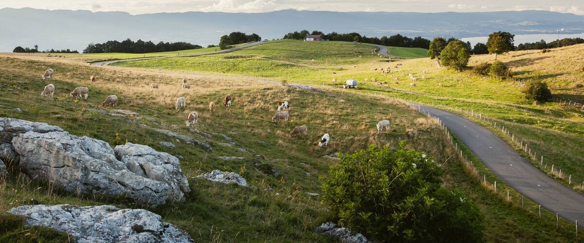 A rural landscape with a winding road, grazing sheep, and distant mountains.