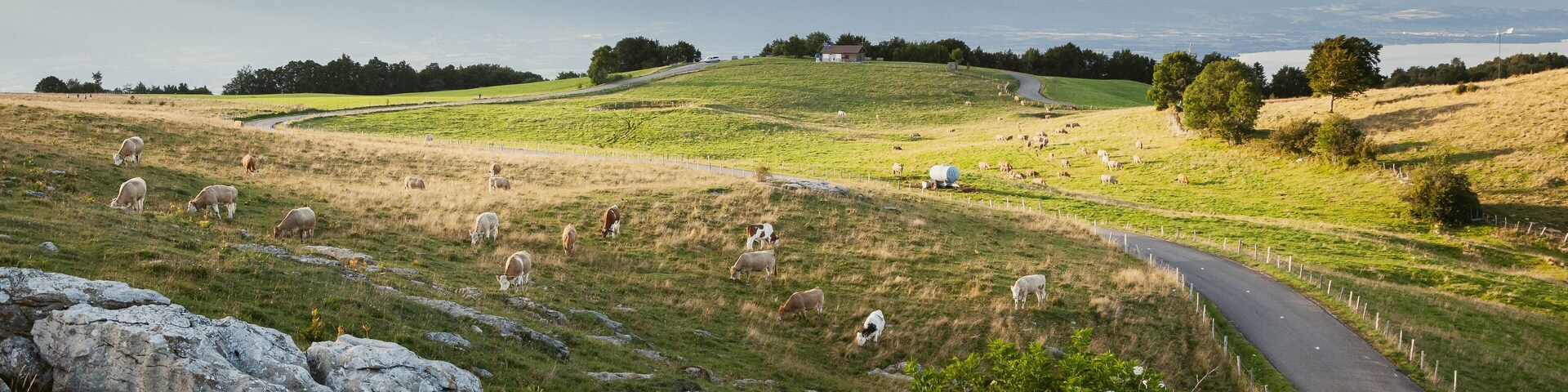 A rural landscape with a winding road, grazing sheep, and distant mountains.