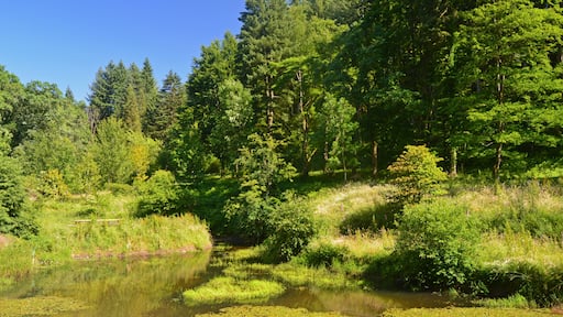 En stilla sjö omgiven av tät skog, med en klarblå himmel ovanför.
