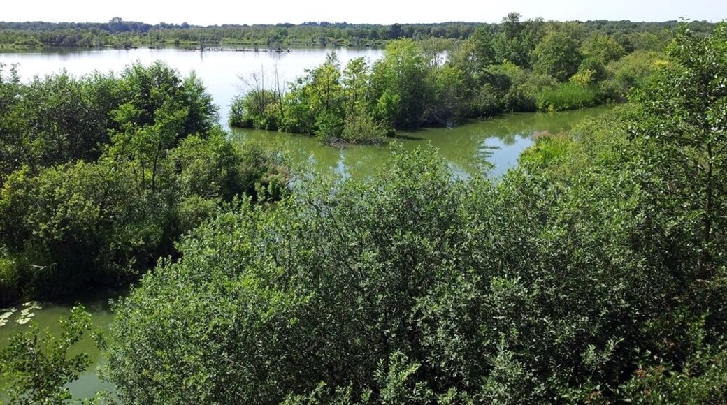 Naturschutzgebiet „Nordufer Plauer See“: Anblick vom Aussichtsturm „Moorochse“. Diese ehemaligen Torfstiche sind heute mit dem Plauer See (Mecklenburg) verbunden. Die Flora und Fauna ist sehr reichhaltig.