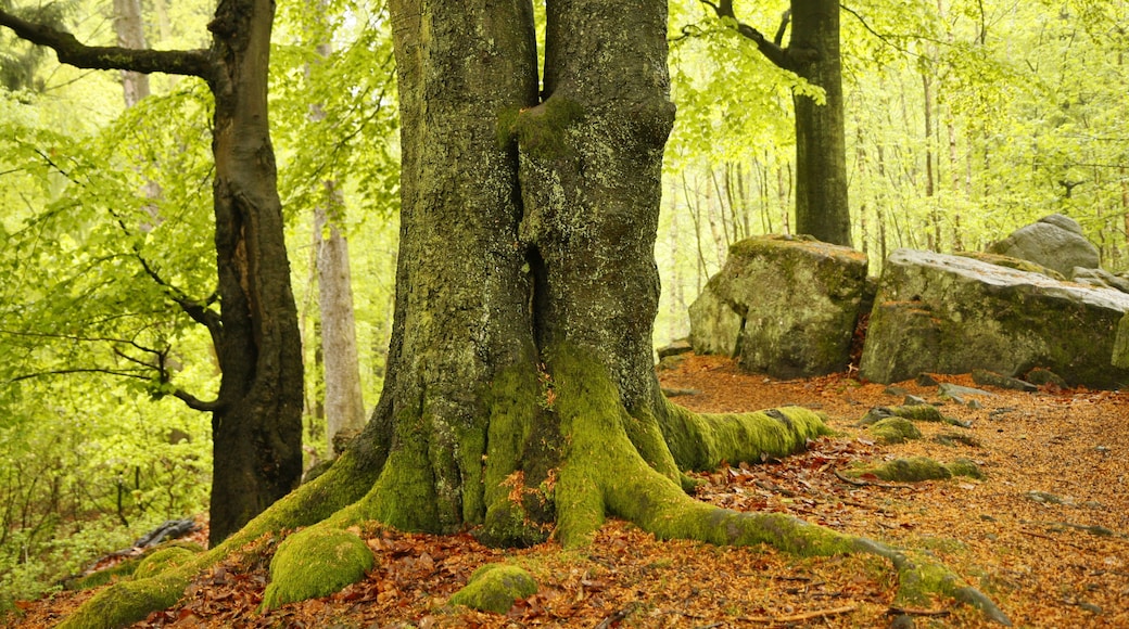 Twin beech in ND-086-NK-EPP "Steinrausche" near Eppelbornn