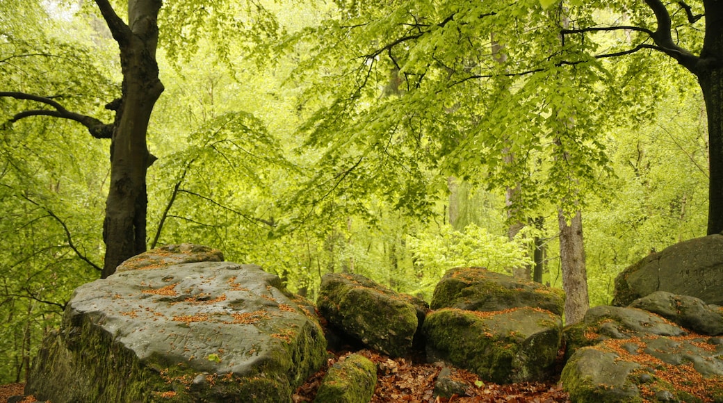 Natural monument "Steinrausche" / "Steinrutsch" (ND-086-NK-EPP) in the recreation area "Steinrausche" near Eppelborn