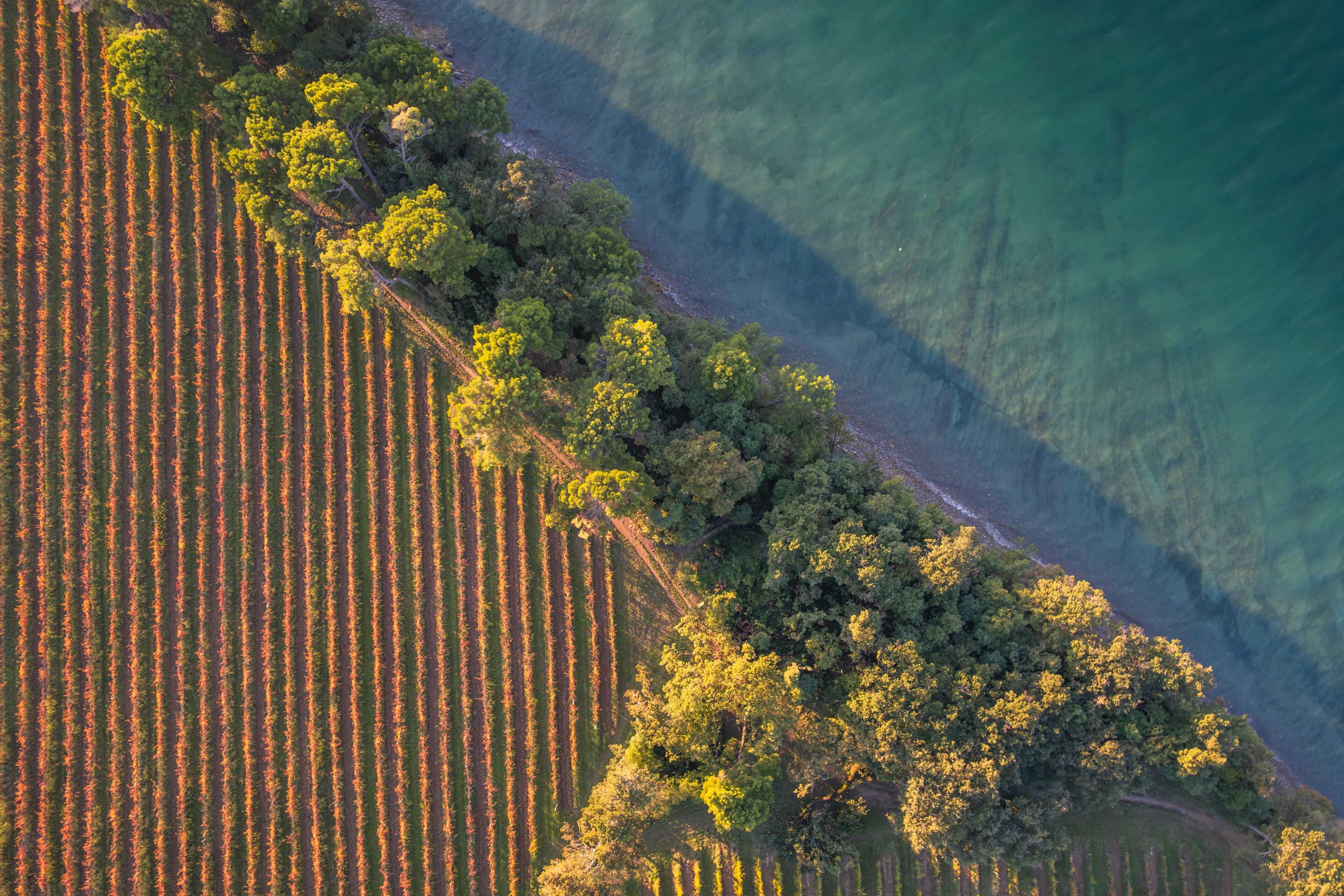 Aerial view of golden vineyards meet the turquoise sea, separated by a strip of green trees, Ankaran, Koper, Slovenia.