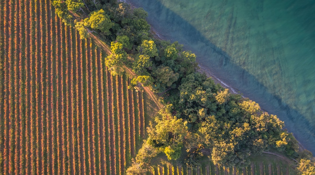Aerial view of golden vineyards meet the turquoise sea, separated by a strip of green trees, Ankaran, Koper, Slovenia.