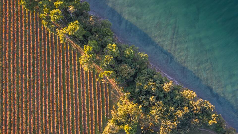 An aerial view of a vineyard adjacent to a forested area with a clear water body.