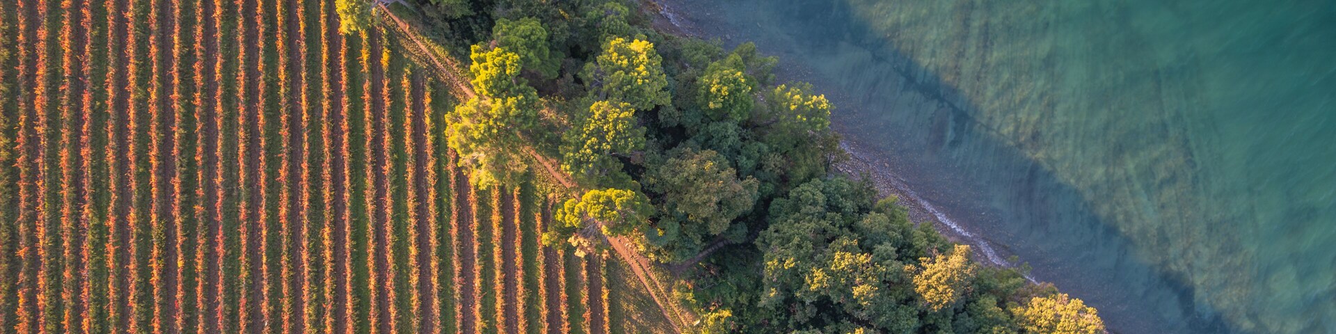 Vista aérea de um vinhedo ao lado de uma área florestal, com um corpo d'água límpido.