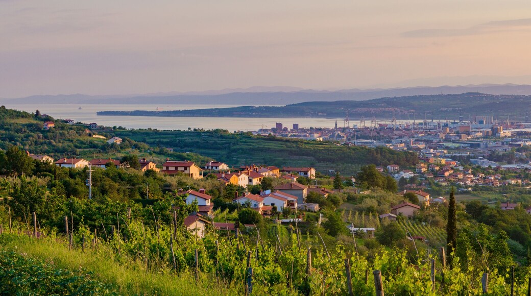 panorama of the surrounding area of Koper, Slovenia, vineyards a