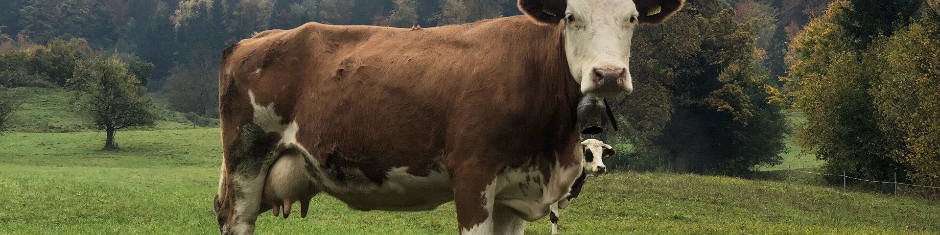 Una vaca marrón y blanca de pie en un campo con árboles al fondo.