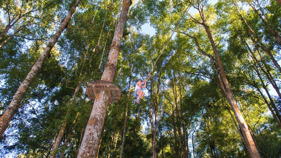 A person bungee jumping from a tall tree in a forest.