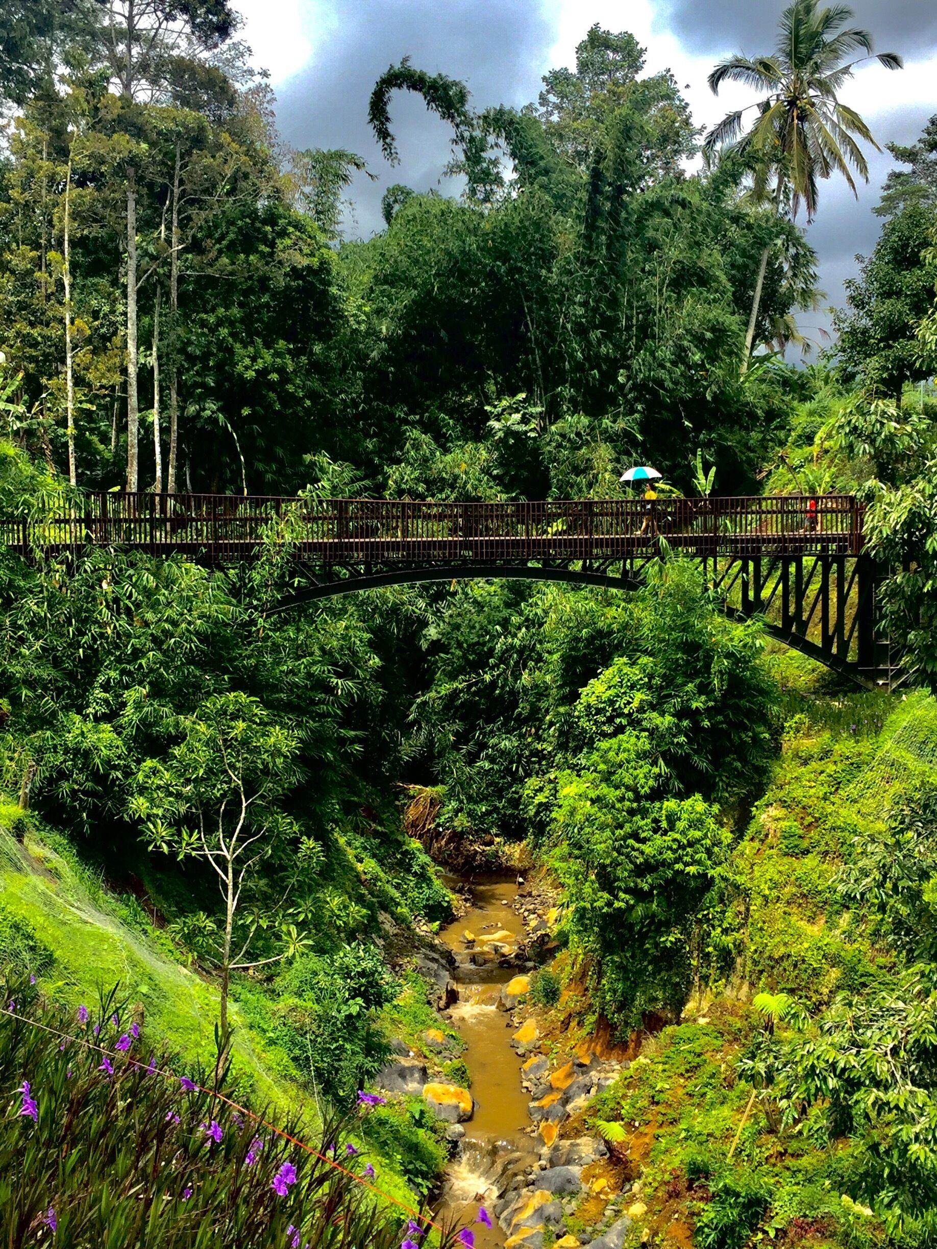 A wooden bridge over a stream in a lush, green forest.