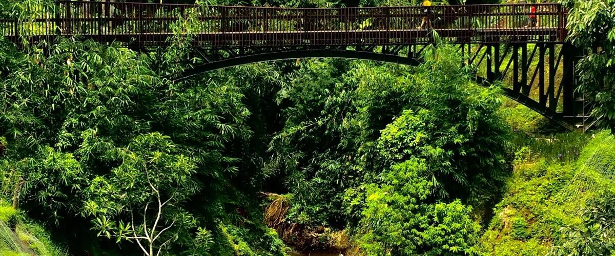 A wooden bridge over a stream in a lush, green forest.