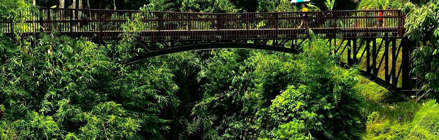 A wooden bridge over a stream in a lush, green forest.