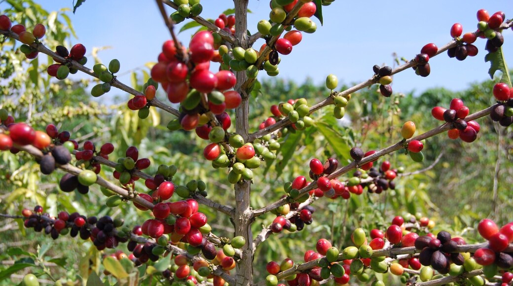 Berastagi is a great place for produce, flowers, and coffee to grow. This is a coffee plant - the first we have ever seen! The coffee beans are inside what you see on the branches. They are broken open, dried in the sun or roasted, and then ready to enjoy!