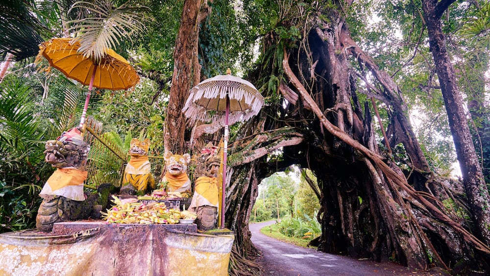 Wonderful road through the big tree. Bunut Bolong, huge tropical live green banyan tree with tunnel arch of interwoven tree roots at the base. Indonesia, Bali, Manggisari; Shutterstock ID 557243611; Purchase Order: SP-2026; Order Number: SP-2026 Go Guide images research for Bali (Indonesia); Client/Licensee: Hotels.com; Other: Lee Ban Twan