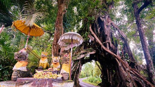 Wonderful road through the big tree. Bunut Bolong, huge tropical live green banyan tree with tunnel arch of interwoven tree roots at the base. Indonesia, Bali, Manggisari; Shutterstock ID 557243611; Purchase Order: SP-2026; Order Number: SP-2026 Go Guide images research for Bali (Indonesia); Client/Licensee: Hotels.com; Other: Lee Ban Twan