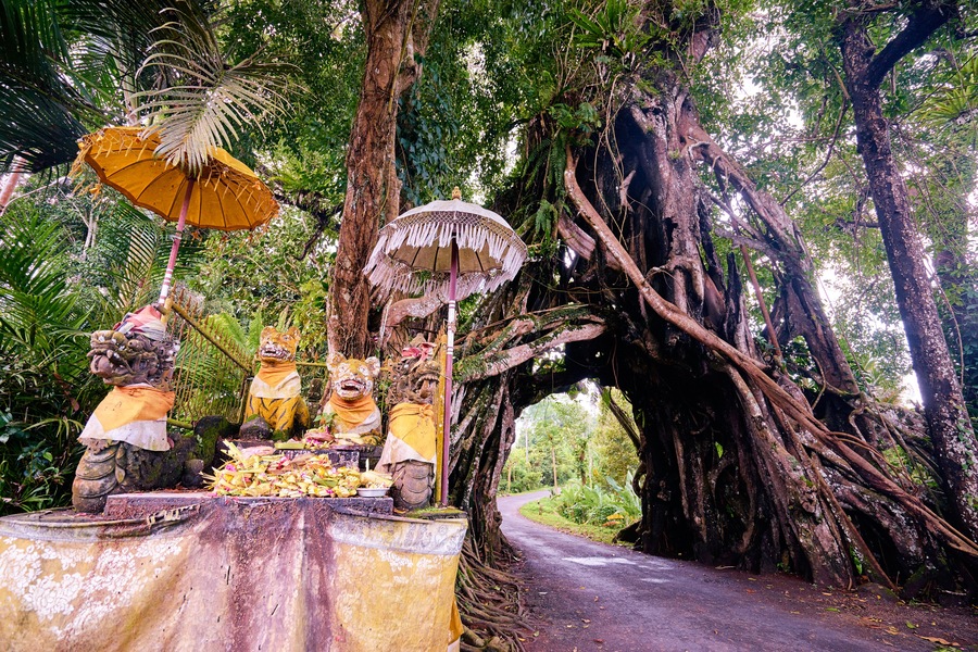 Wonderful road through the big tree. Bunut Bolong, huge tropical live green banyan tree with tunnel arch of interwoven tree roots at the base. Indonesia, Bali, Manggisari; Shutterstock ID 557243611; Purchase Order: SP-2026; Order Number: SP-2026 Go Guide images research for Bali (Indonesia); Client/Licensee: Hotels.com; Other: Lee Ban Twan